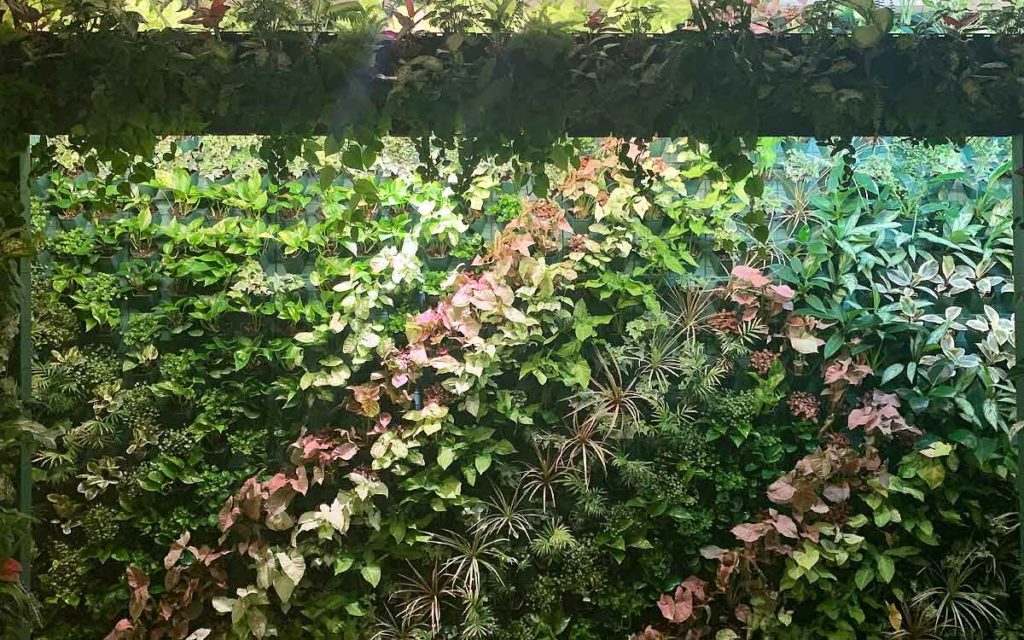 マラナタの屋内の壁面緑化の画像