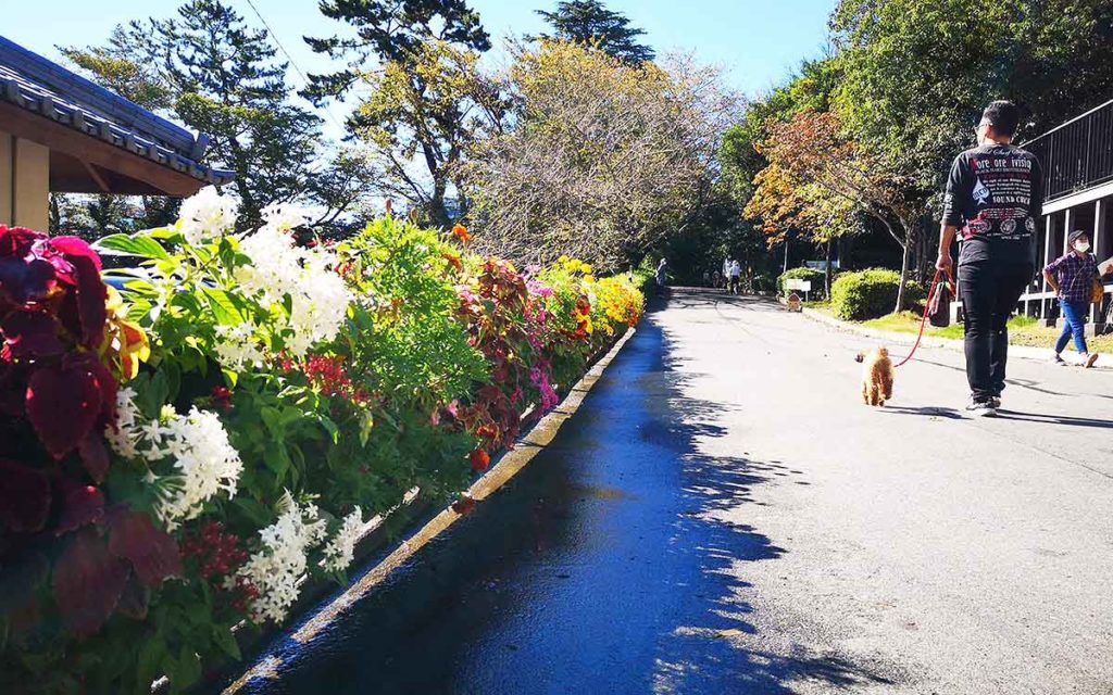 浜松城公園のお花の歩道の画像